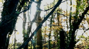 trees seq film pro and clip 2_Snapshot